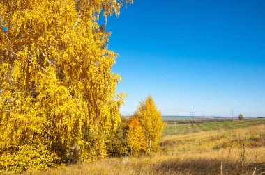 Sonbahar manzarası, huş ağaçları, akçaağaç ağaçları sonbaharda boyandı.