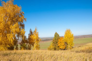 Sonbahar manzarası, huş ağaçları, akçaağaç ağaçları sonbaharda boyandı.
