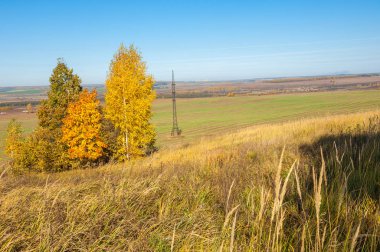 Sonbahar manzarası, huş ağaçları, akçaağaç ağaçları sonbaharda boyandı.