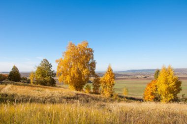 Sonbahar manzarası, huş ağaçları, akçaağaç ağaçları sonbaharda boyandı.