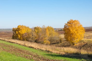 Sonbahar manzarası, huş ağaçları, akçaağaç ağaçları sonbaharda boyandı.