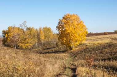 Sonbahar manzarası, huş ağaçları, akçaağaç ağaçları sonbaharda boyandı.