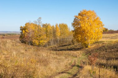 Sonbahar manzarası, huş ağaçları, akçaağaç ağaçları sonbaharda boyandı.