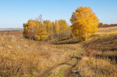 Sonbahar manzarası, huş ağaçları, akçaağaç ağaçları sonbaharda boyandı.
