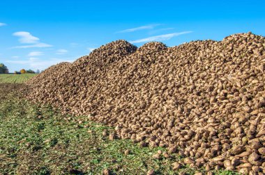 Sonbahar sahneleri. Şeker pancarı hasat ettim. Ulaşım için katlanmış yaralar