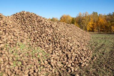 Sonbahar sahneleri. Şeker pancarı hasat ettim. Ulaşım için katlanmış yaralar