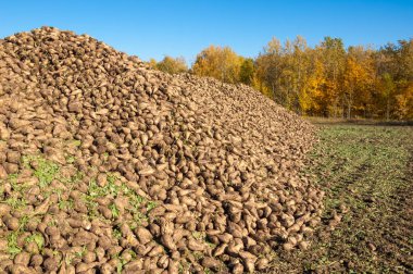 Sonbahar sahneleri. Şeker pancarı hasat ettim. Ulaşım için katlanmış yaralar