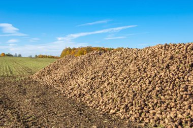 Sonbahar sahneleri. Şeker pancarı hasat ettim. Ulaşım için katlanmış yaralar