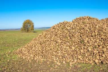 Sonbahar sahneleri. Şeker pancarı hasat ettim. Ulaşım için katlanmış yaralar