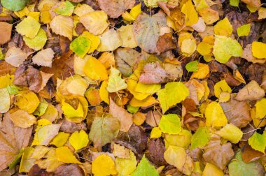 Doku, arka plan, desen. Sonbahar Yaprakları Yerde Yapraklar