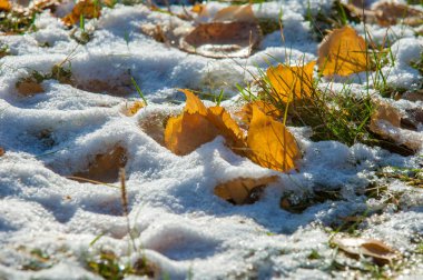 Parkta sonbahar, ilk kar, kardaki yapraklar. Kırmızı 