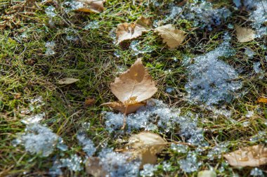 Parkta sonbahar, ilk kar, kardaki yapraklar. Kırmızı 
