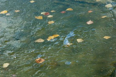 Parkta sonbahar, havzadaki buzlar, yapraklar...