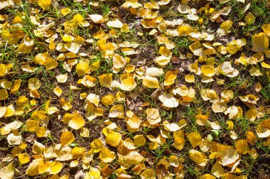 Doku, arka plan, desen. Sonbahar Yaprakları Yerde Yapraklar