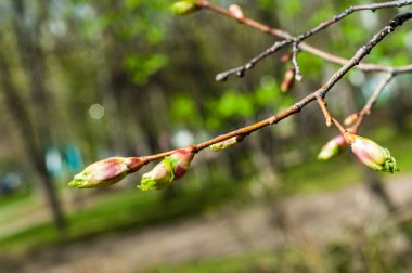 Arkaplan resmi dokusu, ilkbahar manzarası, ilk yapraklar. 