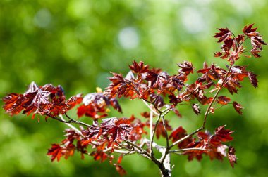 Acer rubrum kırmızı akçaağaç, bataklık, su ya da akçaağaç olarak da bilinir.,