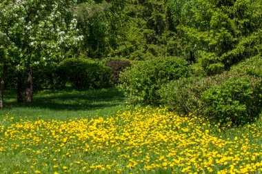 Çiçekli bahar manzarası. Bir karahindiba çiçeği. Sarı d