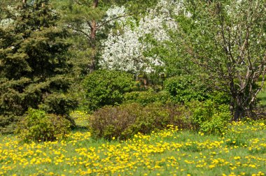 Bahar manzarası, elma. Bahar çiçekleri. Çiçek açan bir elma