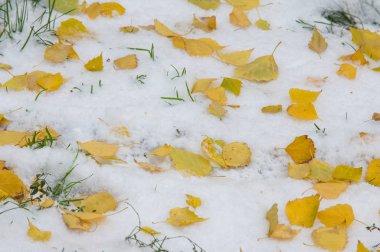 Doku, arka plan, desen. Sarı kırmızı sonbahar yaprakları