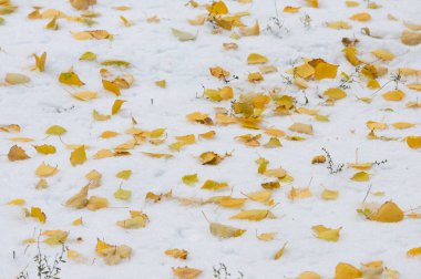 Doku, arka plan, desen. Sarı kırmızı sonbahar yaprakları