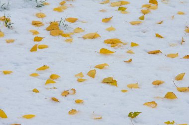 Doku, arka plan, desen. Sarı kırmızı sonbahar yaprakları