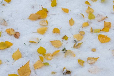 Doku, arka plan, desen. Sarı kırmızı sonbahar yaprakları