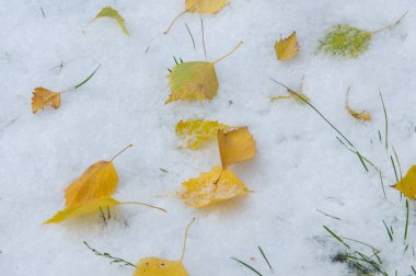 Doku, arka plan, desen. Sarı kırmızı sonbahar yaprakları