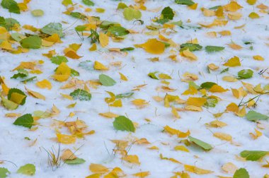 Doku, arka plan, desen. Sarı kırmızı sonbahar yaprakları