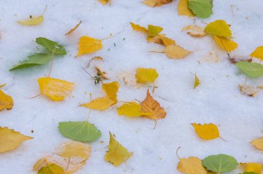 Doku, arka plan, desen. Sarı kırmızı sonbahar yaprakları