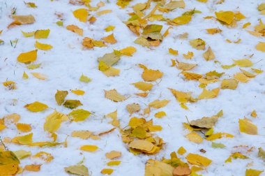 Doku, arka plan, desen. Sarı kırmızı sonbahar yaprakları