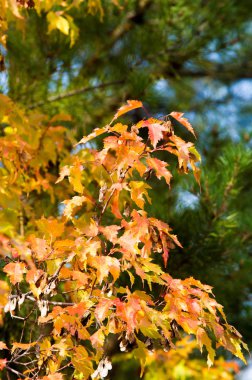 Doku, arka plan, desen. Sonbahar. Akçaağaç yaprakları, re