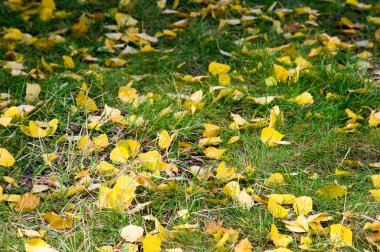 Doku, arka plan, desen. Sonbahar. Sarı sonbahar yaprakları.