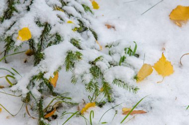 Doku, arka plan, desen. İlk kar. Beyaz ve kabarık. Bağır