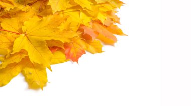 Sonbahar dokusu. Renkli akçaağaç yaprakları. Bu olağanüstüdür!