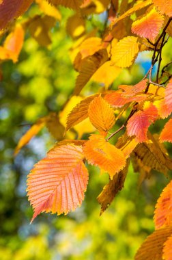 Doku, arka plan, desen. Sarı kırmızı sonbahar yaprakları ağaçta