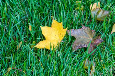 Doku, arka plan, desen. Sarı kırmızı sonbahar yaprakları...