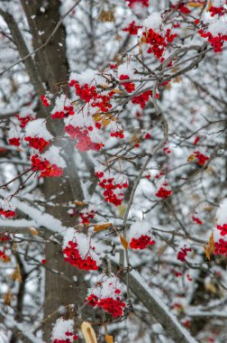 Doku, arka plan, desen. İlk kar. Beyaz ve kabarık. Bağır
