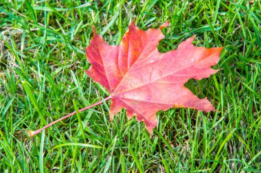 Doku, arka plan, desen. Sarı kırmızı sonbahar yaprakları...