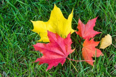 Doku, arka plan, desen. Sarı kırmızı sonbahar yaprakları...
