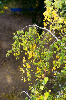 Doku, arka plan, desen. Sarı kırmızı sonbahar yaprakları ağaçta