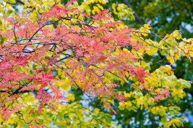 Doku, arka plan, desen. Kırmızı sarı yeşil sonbahar yaprakları 