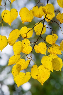 Doku, arka plan, desen. Bir ıhlamur ağacının sarı sonbahar yaprakları