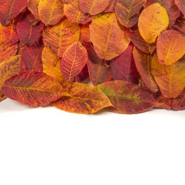 Doku, arka plan, desen. Farklı tipte sonbahar yaprakları.