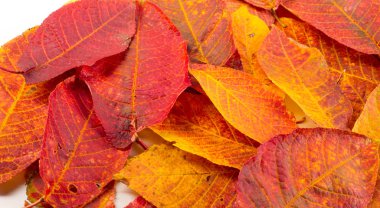 Doku, arka plan, desen. Sonbahar. Vişne yaprakları...