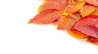 Doku, arka plan, desen. Sonbahar. Vişne yaprakları...