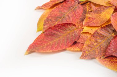 Doku, arka plan, desen. Farklı tipte sonbahar yaprakları.