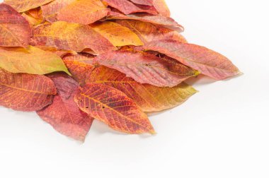 Doku, arka plan, desen. Farklı tipte sonbahar yaprakları.