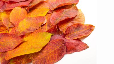 Doku, arka plan, desen. Sonbahar. Vişne yaprakları...