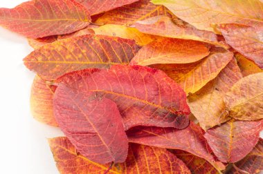 Doku, arka plan, desen. Farklı tipte sonbahar yaprakları.