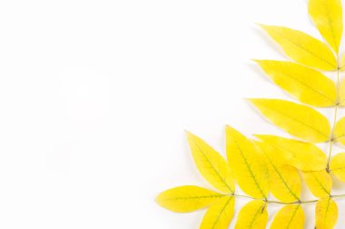 Doku, arka plan, desen. Bir ıhlamur ağacının sarı sonbahar yaprakları